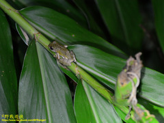 Kurixalus eiffingeri