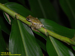Kurixalus eiffingeri