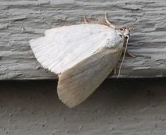 Protodeltote albidula