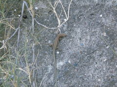 Podarcis muralis