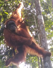 Pongo abelii