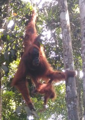 Pongo abelii