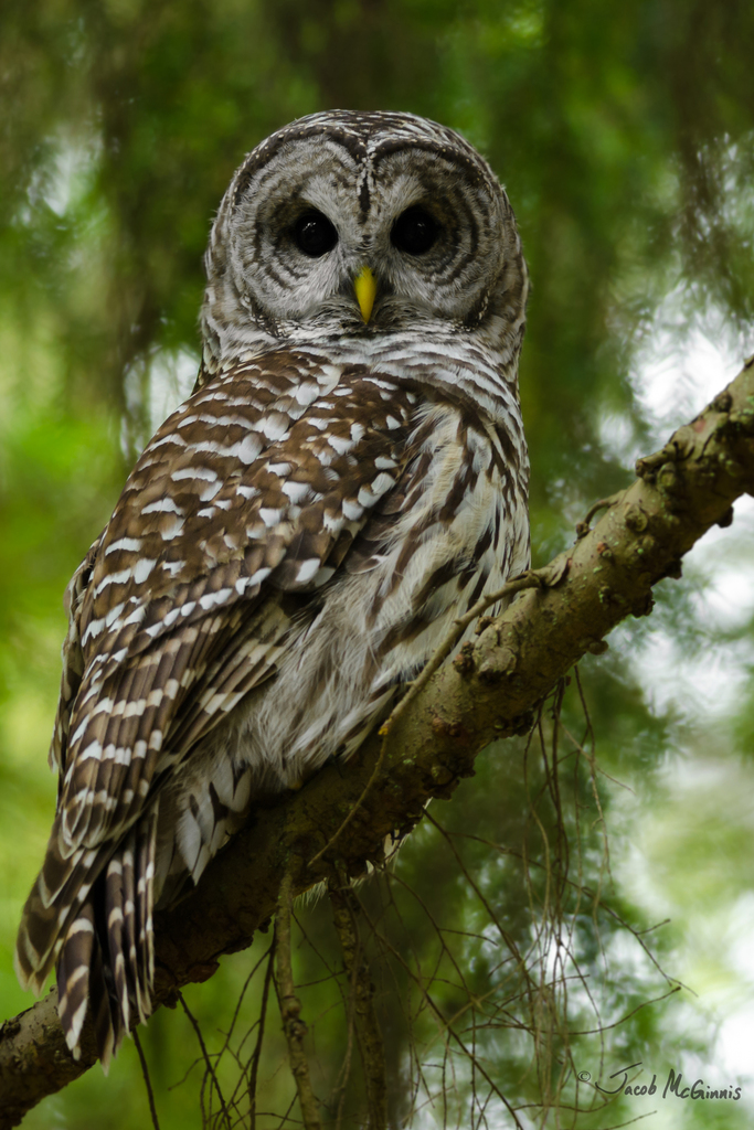 Barred Owl (Birds of the Preserve at Shaker Village) · iNaturalist