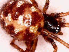 Steatoda triangulosa