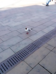 Chroicocephalus ridibundus