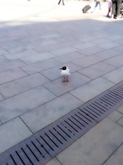 Chroicocephalus ridibundus