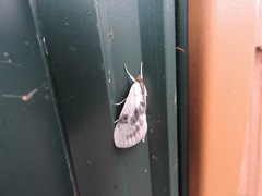 Cliniodes ostreonalis