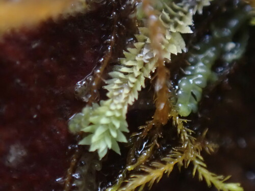 Image of Douinia ovata by no rights reserved
