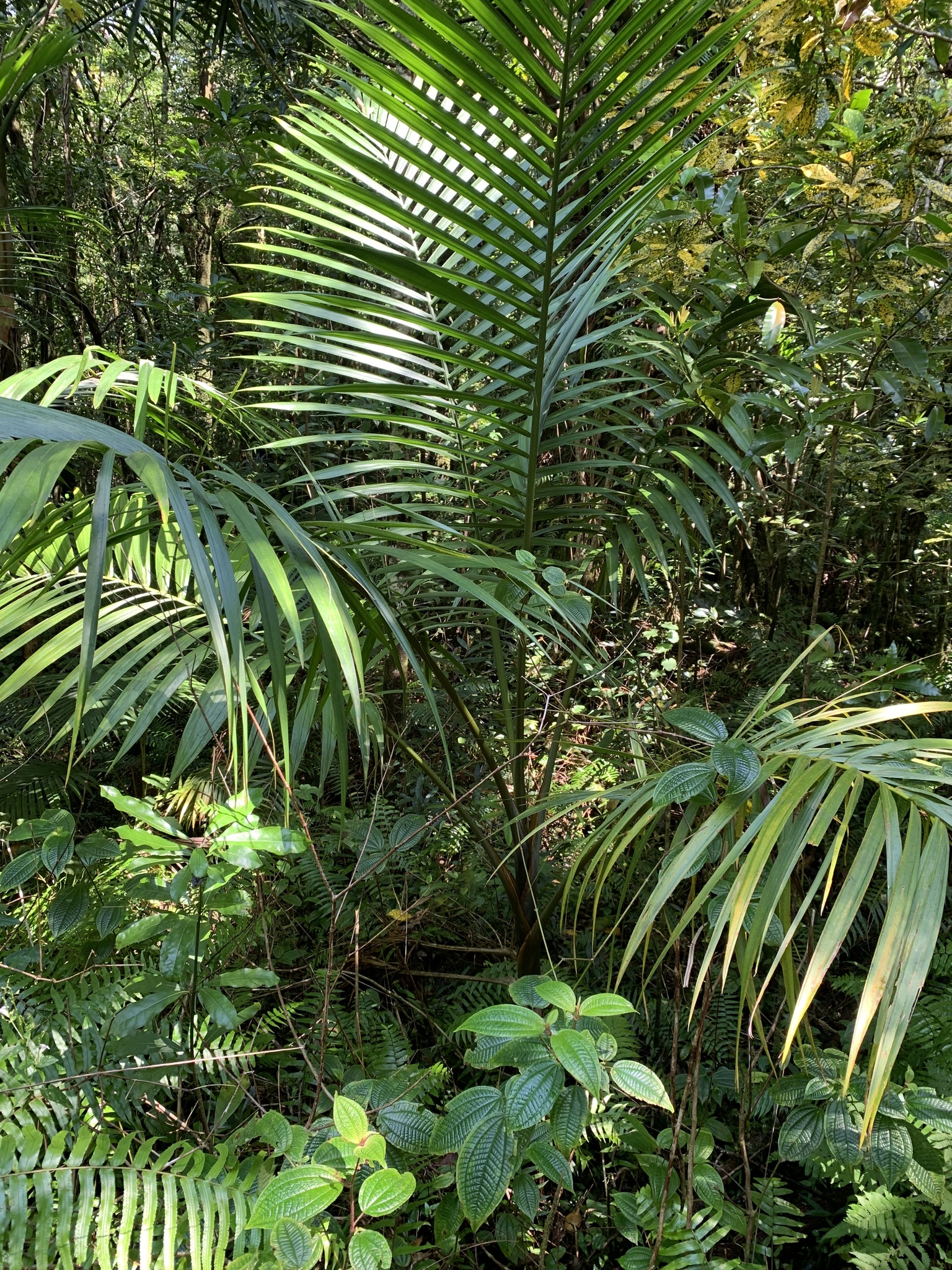Imagem de Palmiste-de-maurício