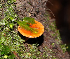 Lactarius eucalypti