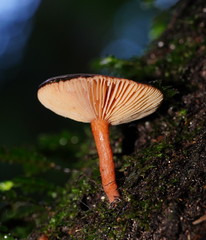 Lactarius eucalypti