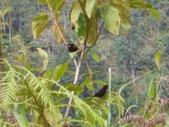 Ramphocelus carbo