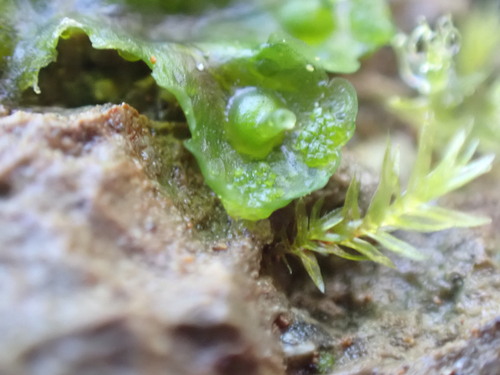 Image of Blasia pusilla by no rights reserved
