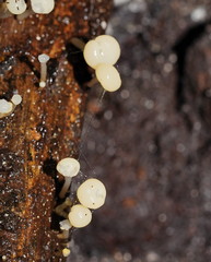 Vibrissea dura
