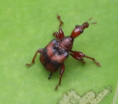 Strigapoderus tranquebaricus