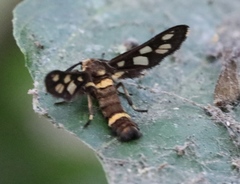 Ceryx incipiens