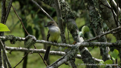 Myiarchus cephalotes