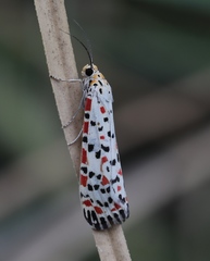Utetheisa pulchelloides vaga