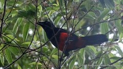 Hypopyrrhus pyrohypogaster