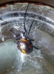 Steatoda paykulliana