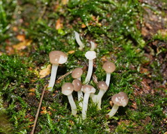 Vibrissea dura