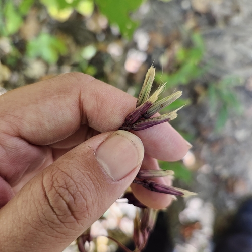 Image of Nabalus serpentaria by no rights reserved