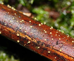 Lachnum pteridophyllum