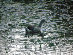 Gallinula chloropus