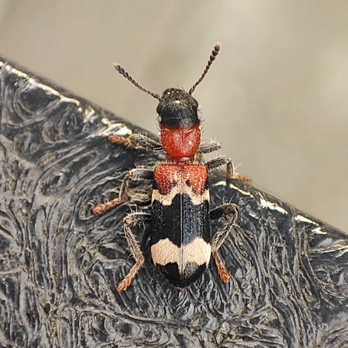 European Red-bellied Clerid, Linnaeusborg, 9747 AG Groningen, Netherlands, photo 8 of 10