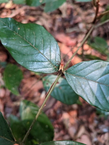Hypselonotus interruptus