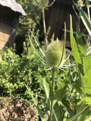 Dipsacus fullonum