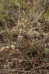 Goniolimon speciosum