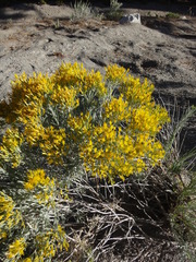 Ericameria nauseosa speciosa