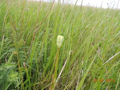 Fritillaria meleagroides