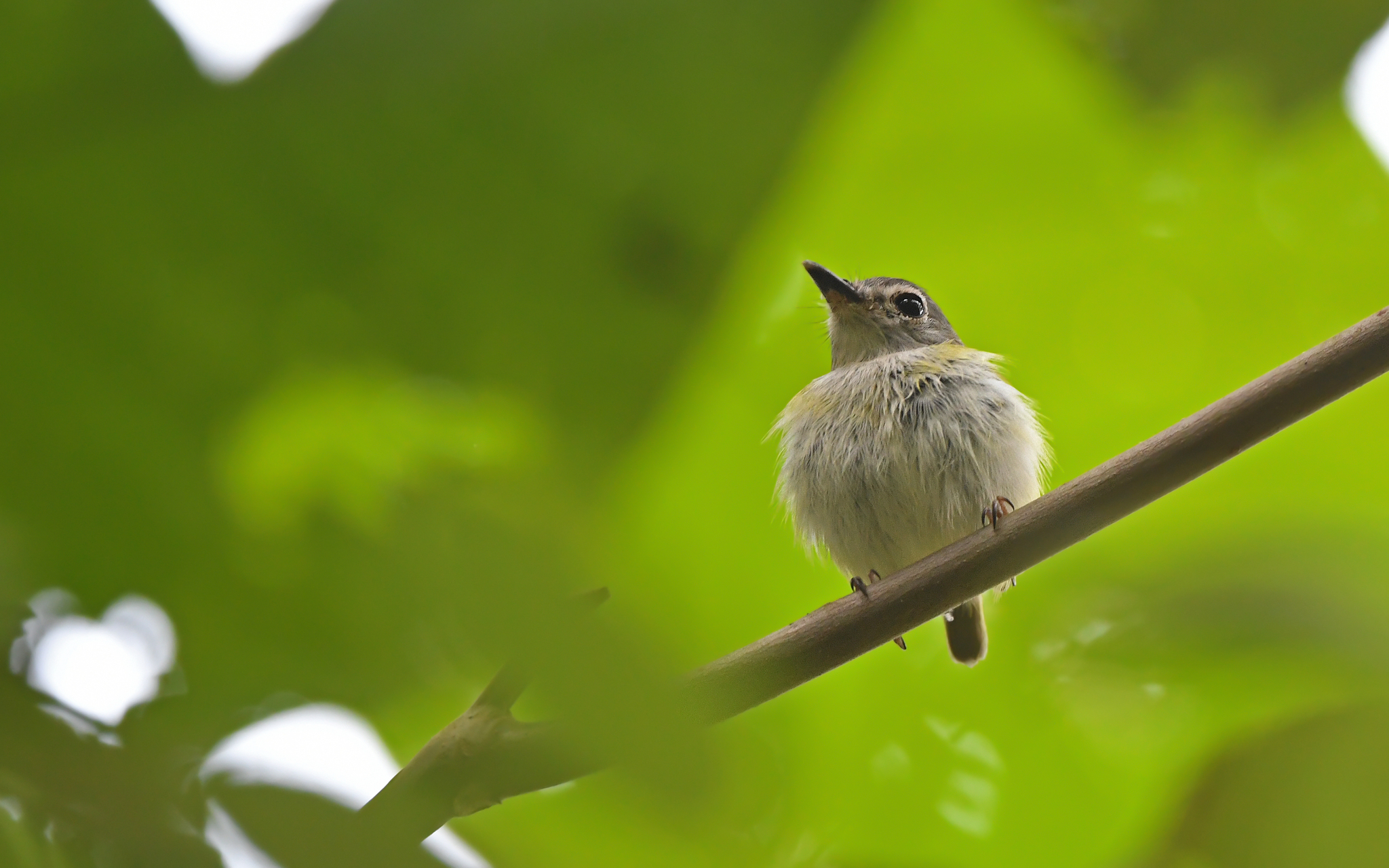 Short-tailed Pygmy Tyrant (Myiornis ecaudatus), photo 5
