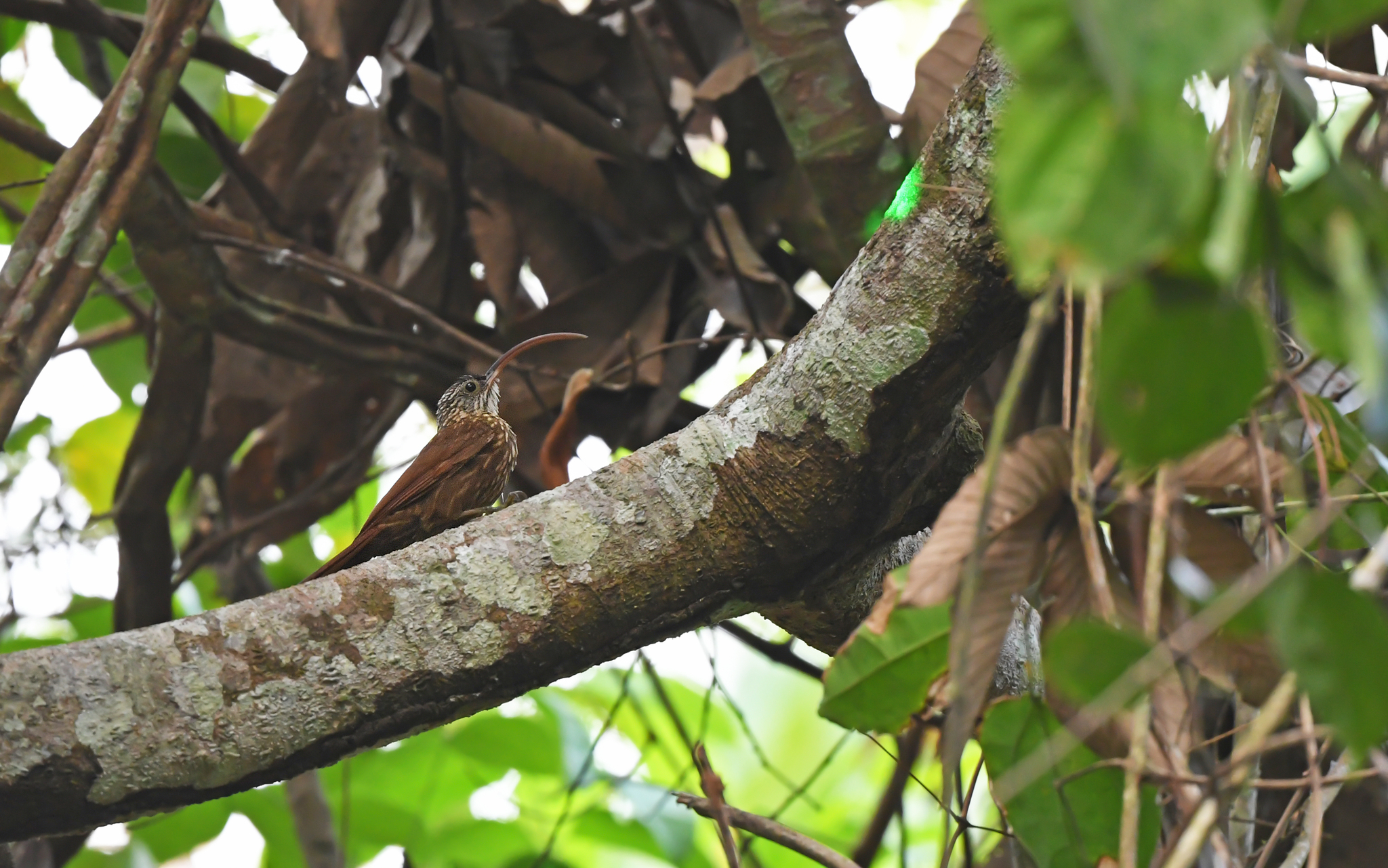 Curve-billed Scythebill (Campylorhamphus procurvoides), photo 1