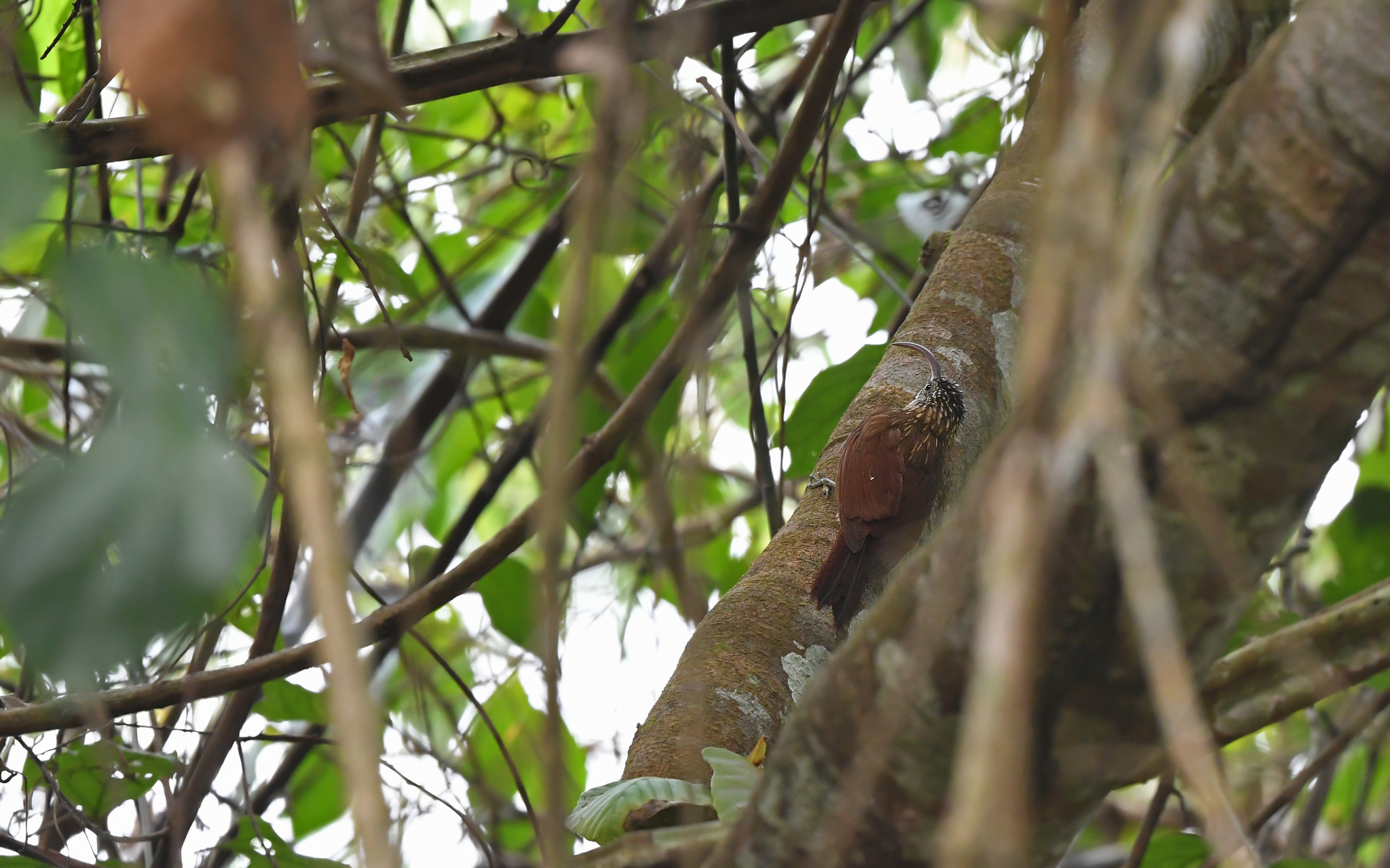 Curve-billed Scythebill (Campylorhamphus procurvoides), photo 3