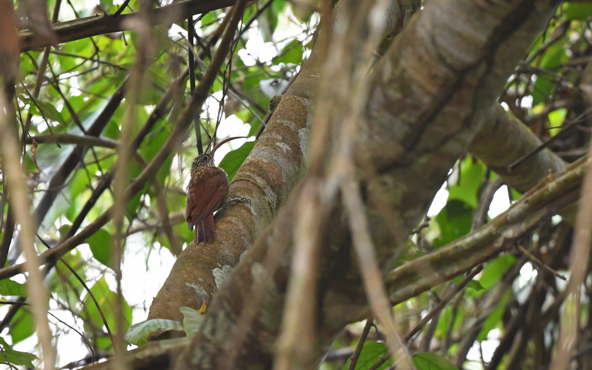 Curve-billed Scythebill (Campylorhamphus procurvoides), photo 2