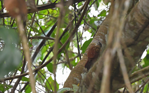 Curve-billed Scythebill (Campylorhamphus procurvoides), photo 4