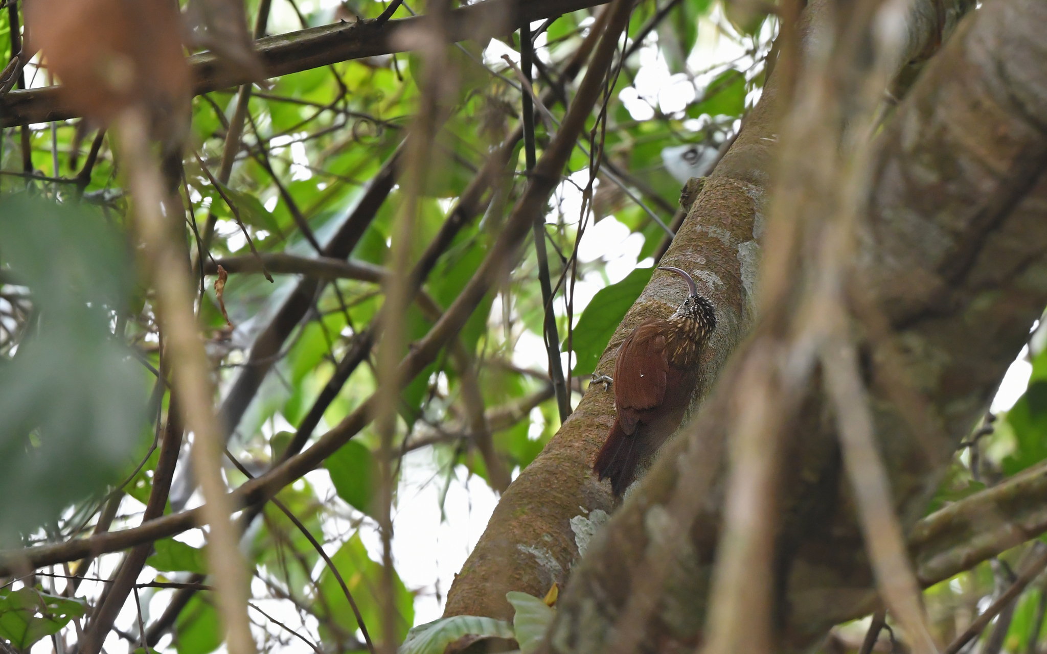 Curve-billed Scythebill (Campylorhamphus procurvoides), photo 4