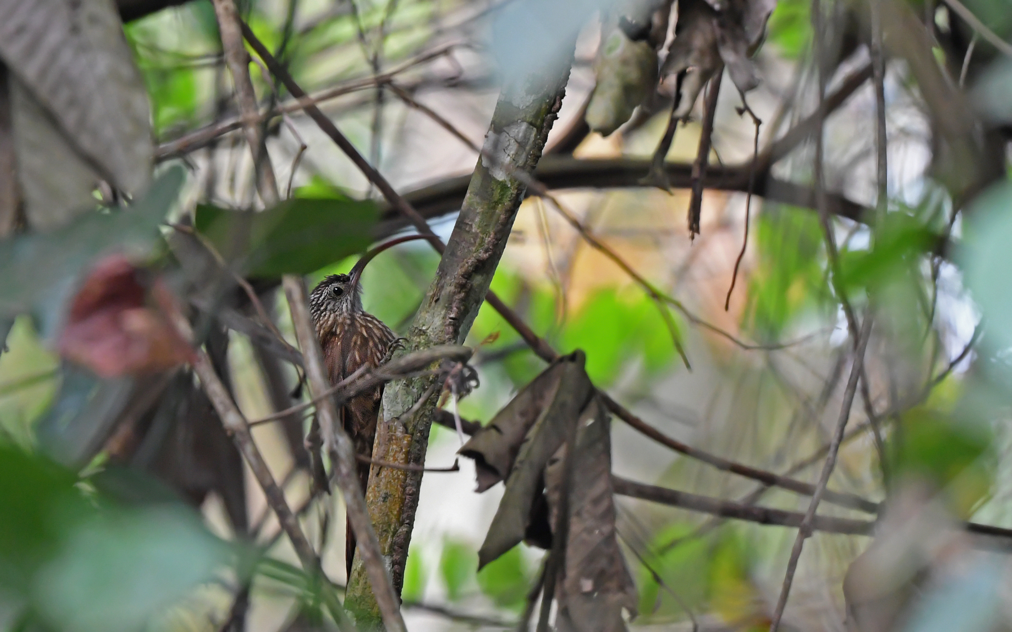 Curve-billed Scythebill (Campylorhamphus procurvoides), photo 5