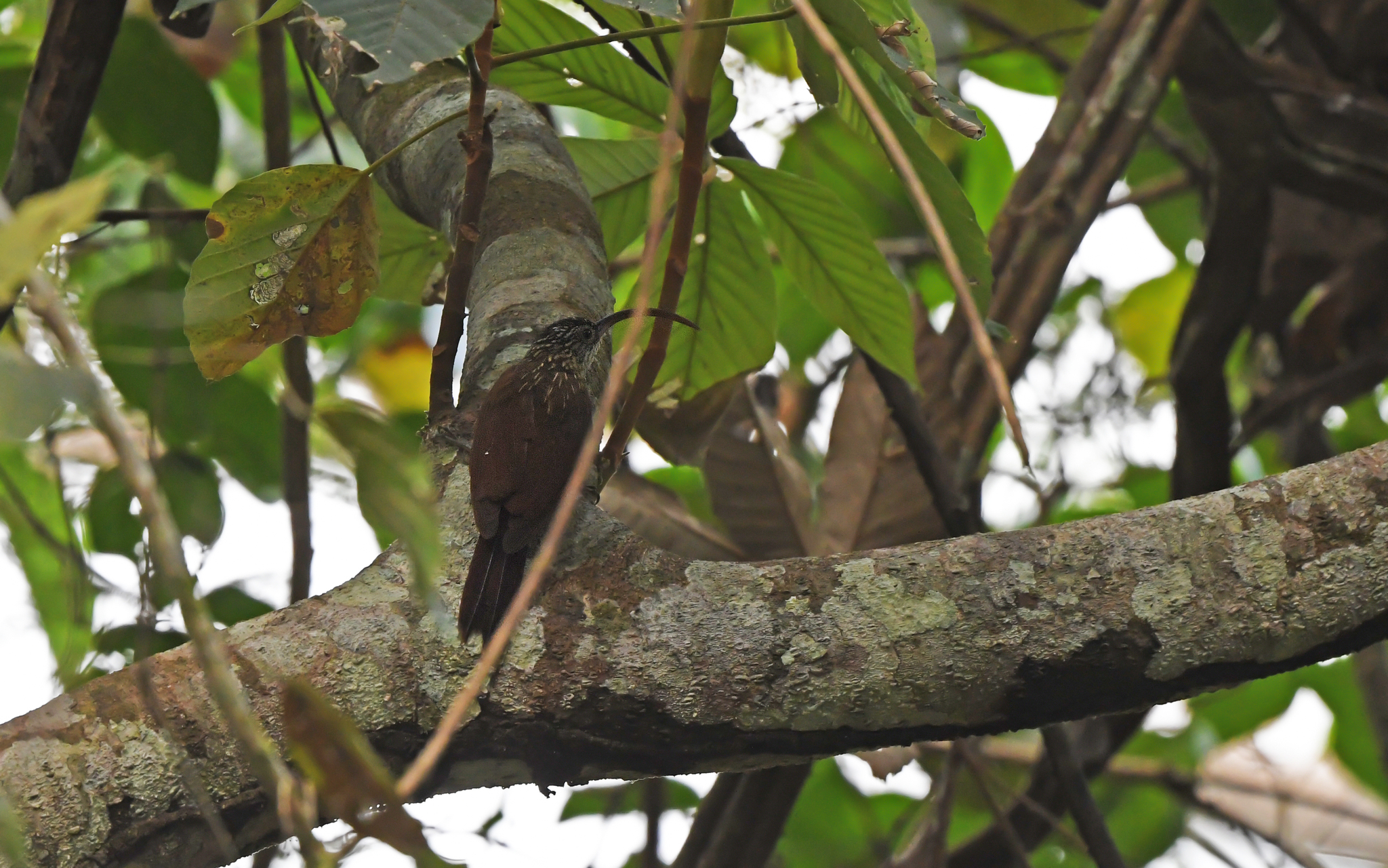 Curve-billed Scythebill (Campylorhamphus procurvoides), photo 6