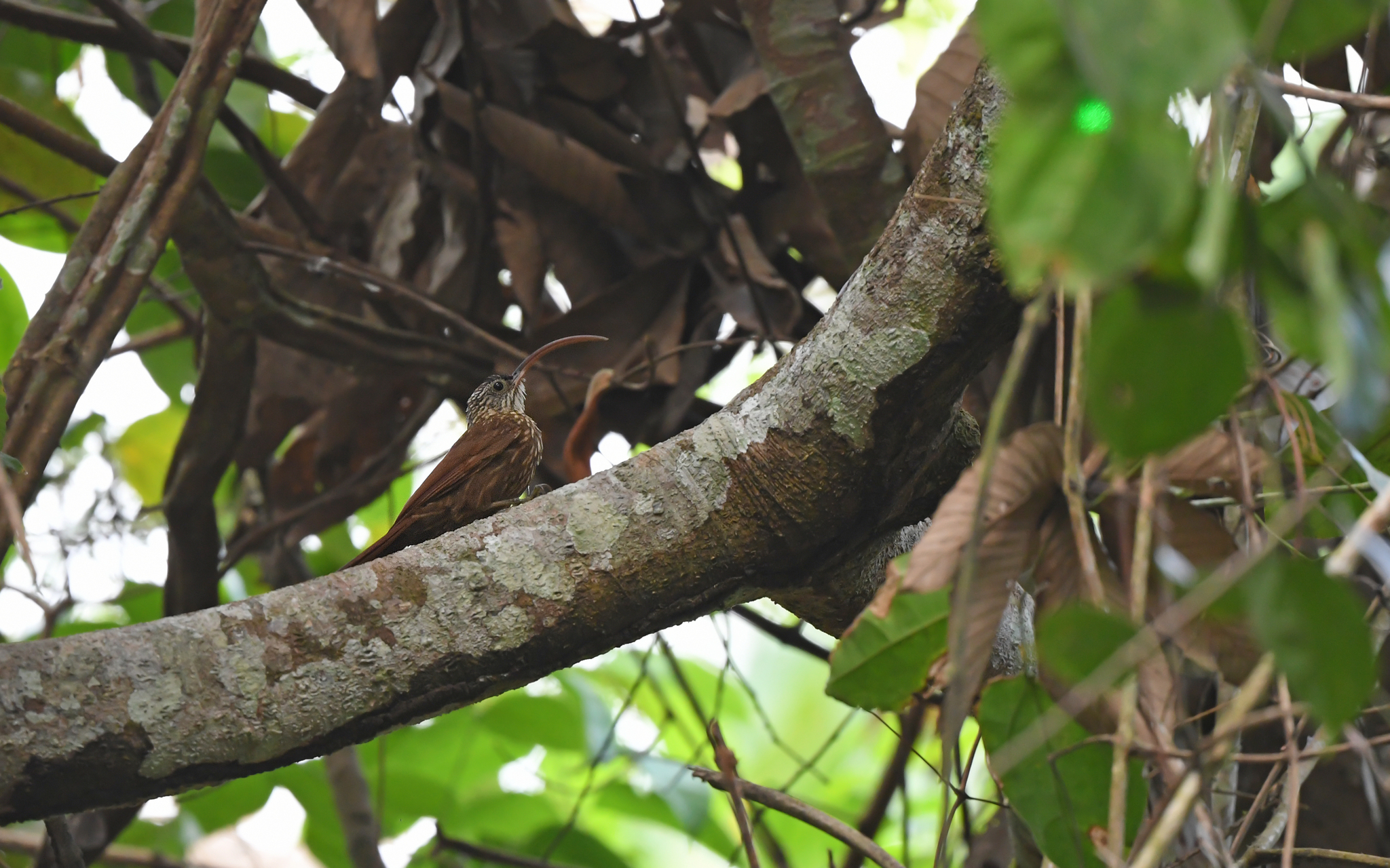Curve-billed Scythebill (Campylorhamphus procurvoides), photo 7