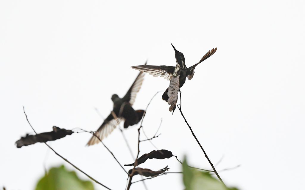 Fiery-tailed Awlbill