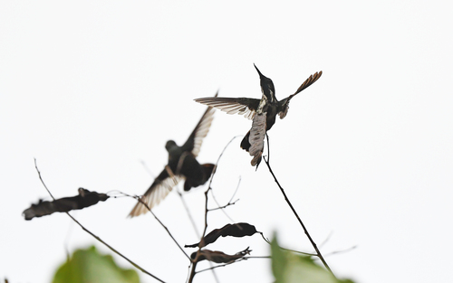 Fiery-tailed Awlbill (Avocettula recurvirostris), photo 10