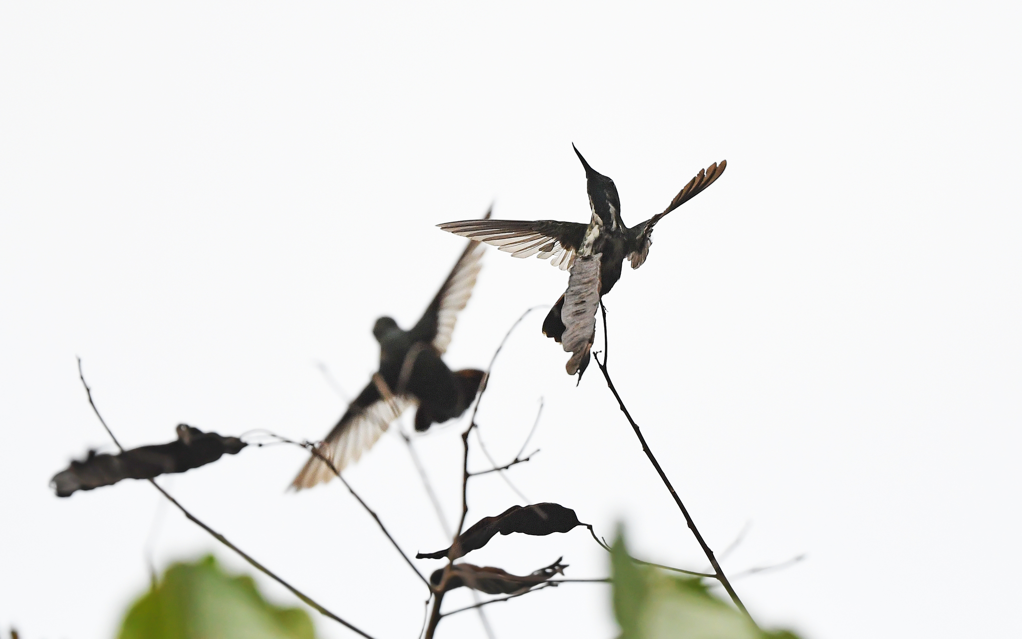 Fiery-tailed Awlbill (Avocettula recurvirostris), photo 1