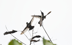 Fiery-Tailed Awlbill photo 3
