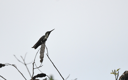 Fiery-tailed Awlbill (Avocettula recurvirostris), photo 2
