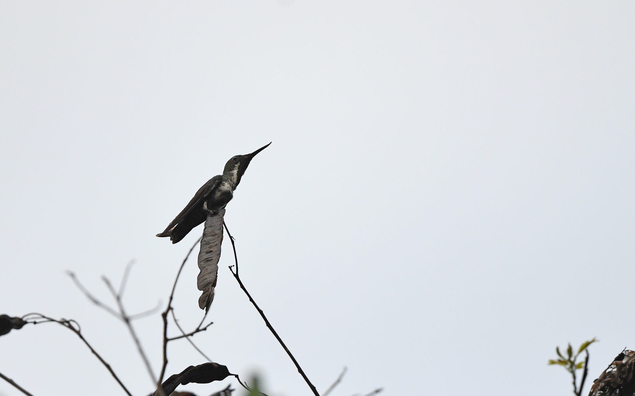Fiery-tailed Awlbill (Avocettula recurvirostris), photo 2