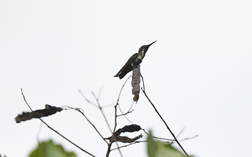 Fiery-tailed Awlbill (Avocettula recurvirostris), photo 3